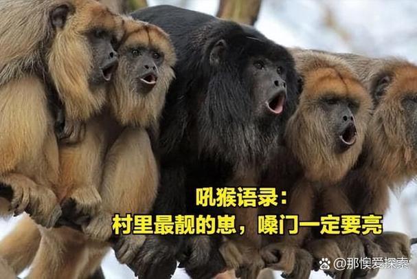 说动物节奏大挑战的背景和历史背景截图