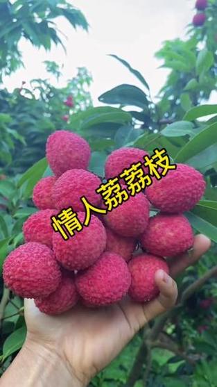荔枝是中国独有的吗?