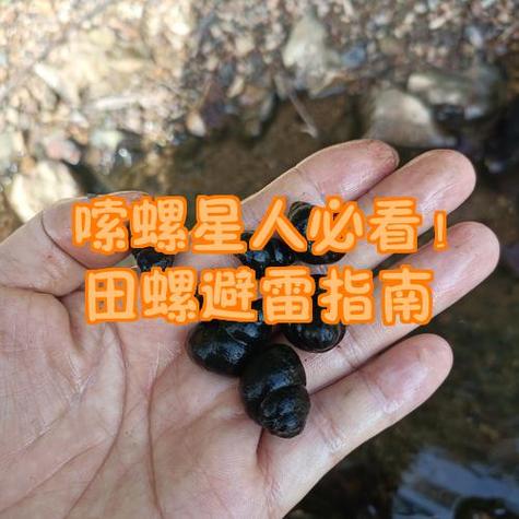 吸田螺的正确方法