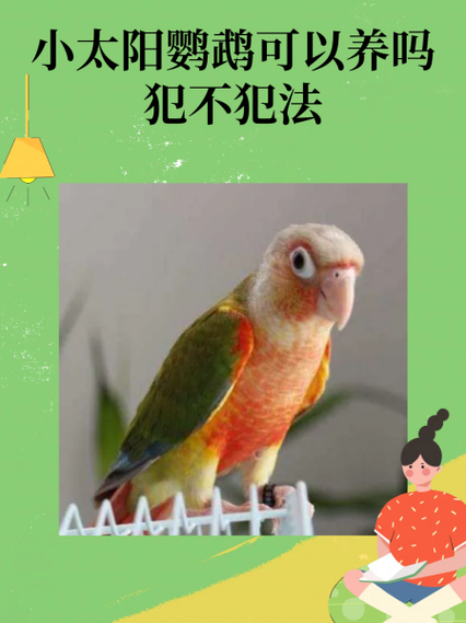 小太阳鹦鹉能合法养吗图标