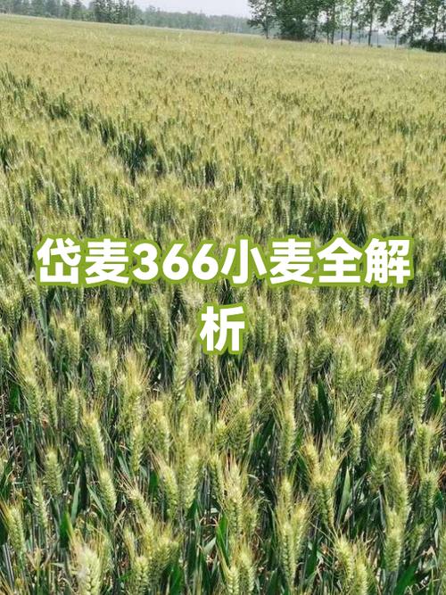 岱麦366的优缺点截图