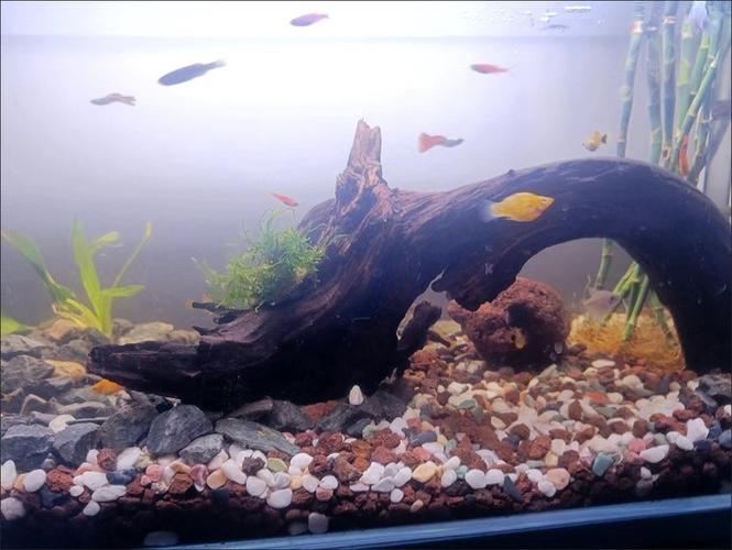 鱼缸沉木的作用与功效