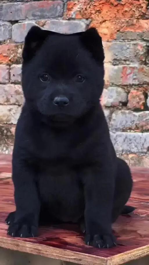 五黑犬聪明吗