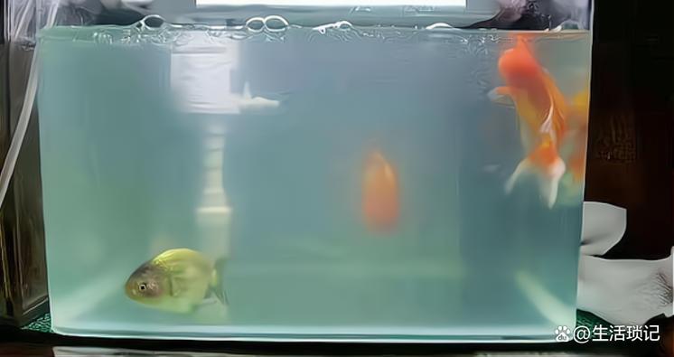 鱼缸白雾蒙蒙怎么回事缩略图