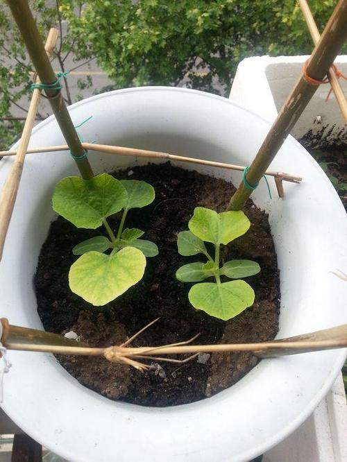 葫芦一个花盆种几棵