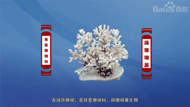 360个珊瑚需要多少抽