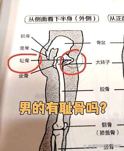 nv是指女性还是男性