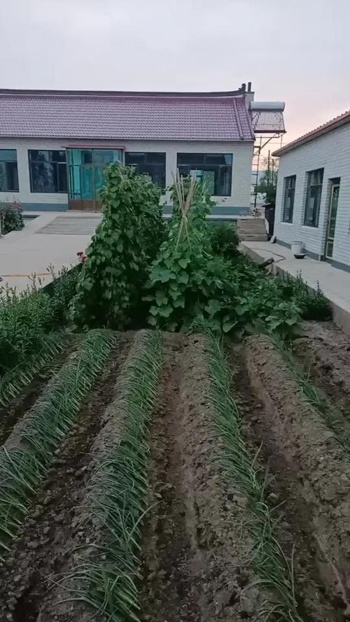 向往的生活田园小院