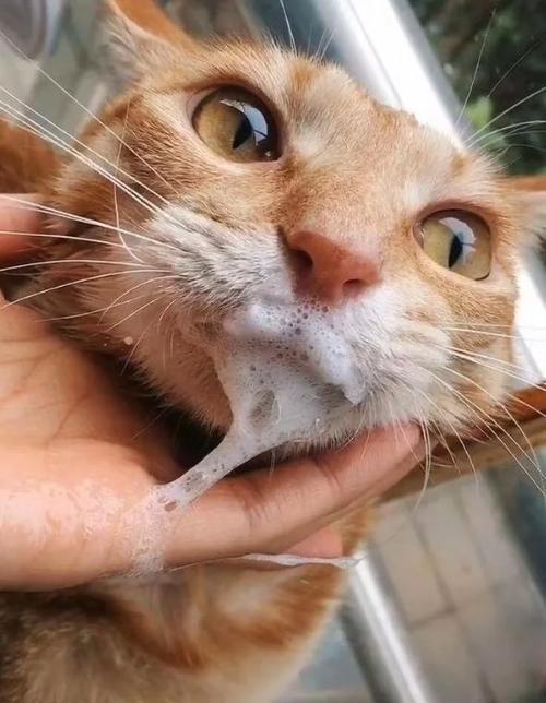 猫咪吐白沫是怎么回事截图