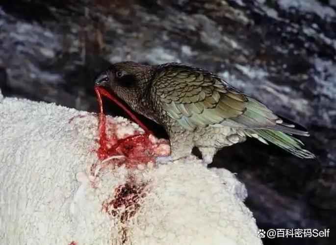 被鸟儿啄到了怎么办