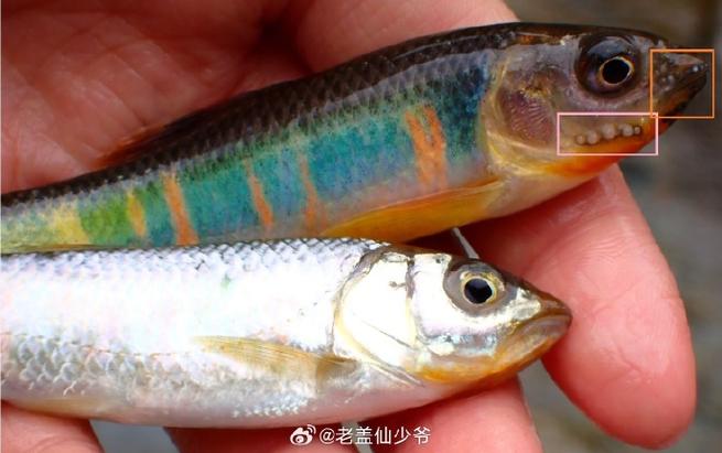 雄鱼追星图