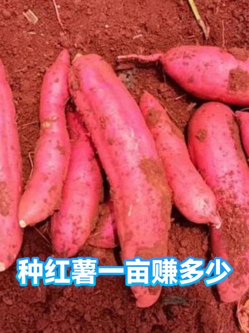 种地瓜一亩地利润多少