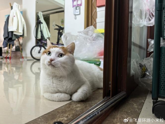 闲猫猫免费下载官方截图