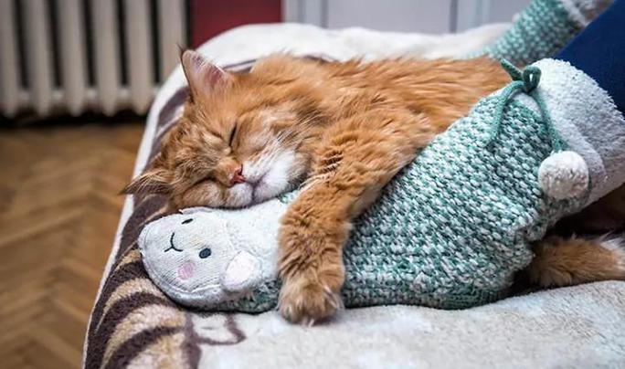 猫睡在枕头边和脚边的区别