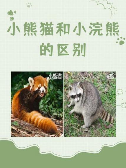 小熊猫是浣熊吗图标