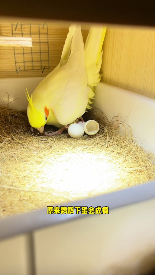 怎么让玄凤下蛋