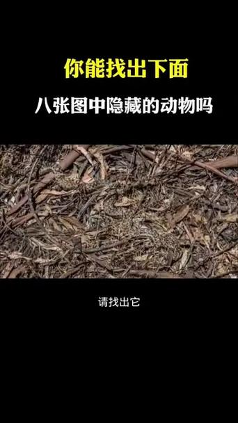 找出几个动物的绝招