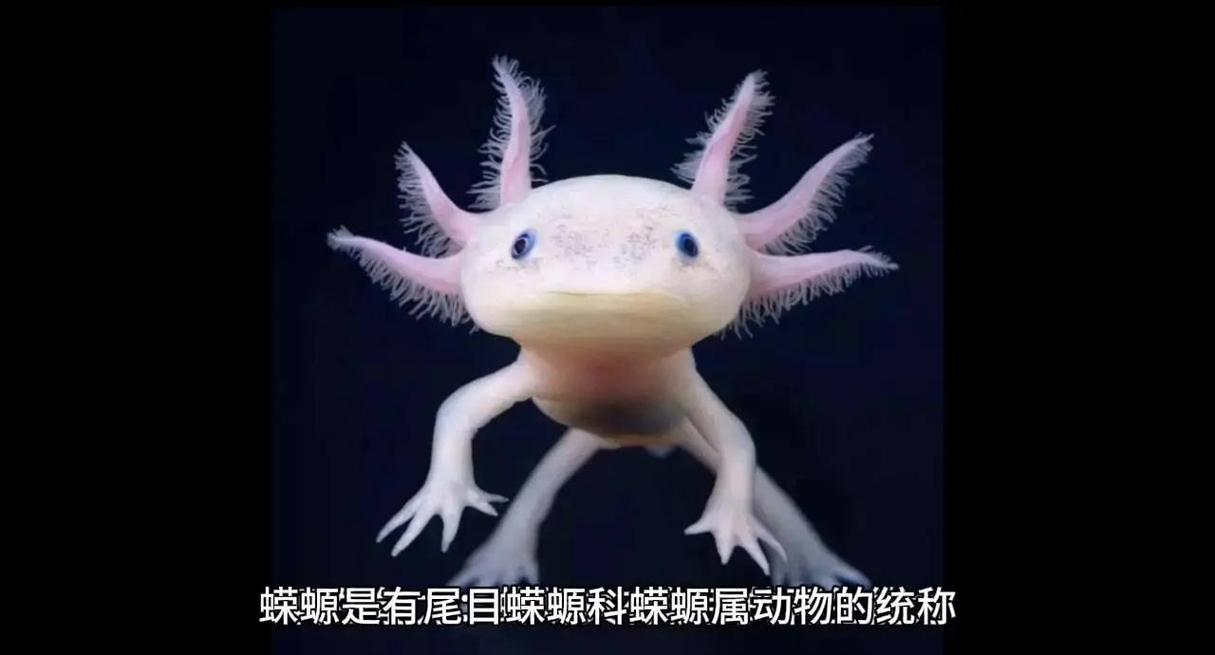 蝾螈饿了的表现