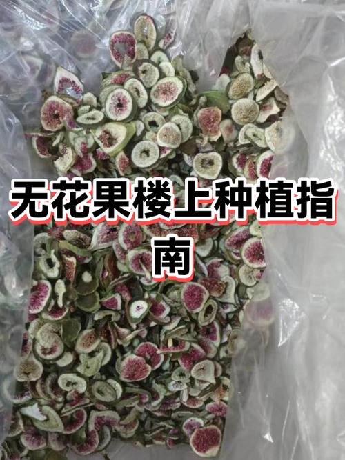 无花果在树荫下能生长好吗图标