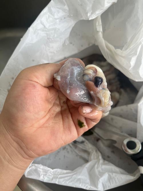 章鱼头里白线寄生虫