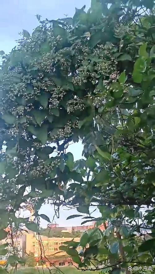 小树轻摇是属于微风对还是错