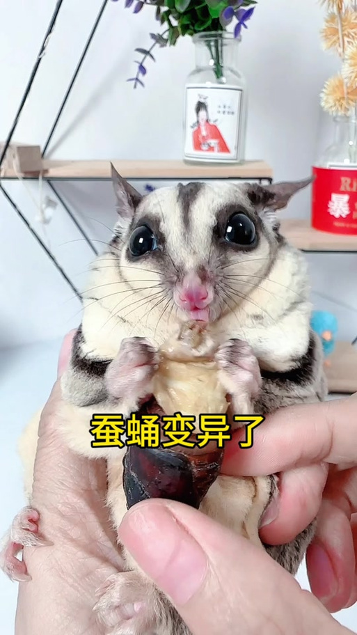飞鼠吃啥截图