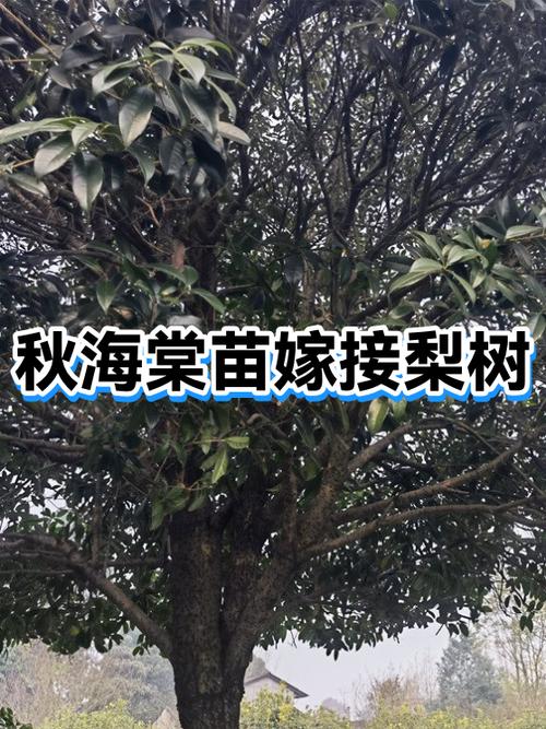 海棠嫁接最好的5种树