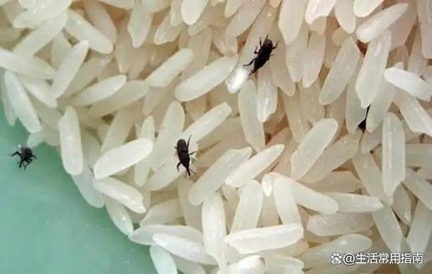 灭小黑虫最有效的方法