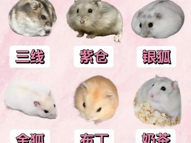 仓鼠生宝宝要注意什么