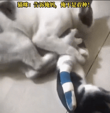 小猫为什么被揍还去惹大猫截图
