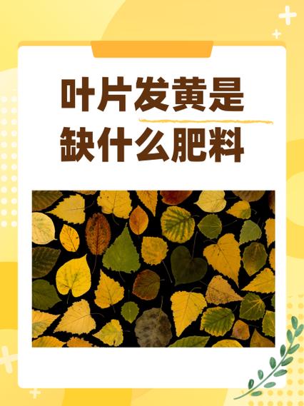 叶片发黄是缺什么肥料