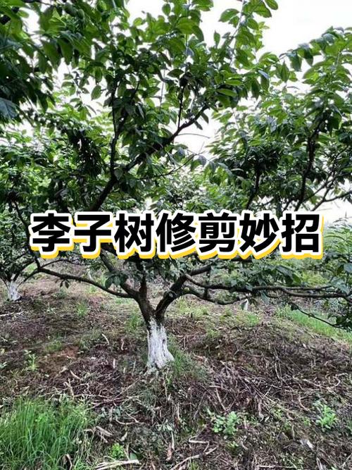 剪枝口诀顺口溜