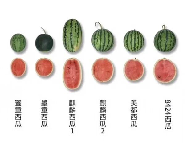 西瓜有几种颜色