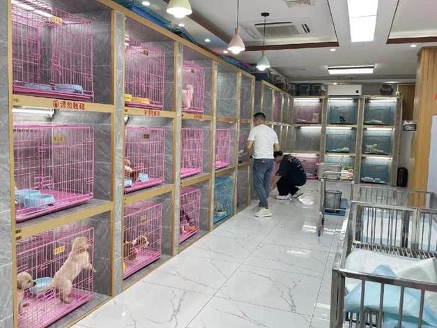 怎么找正规猫舍图标