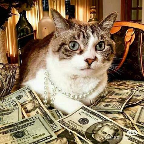 捡到的猫养吉利吗