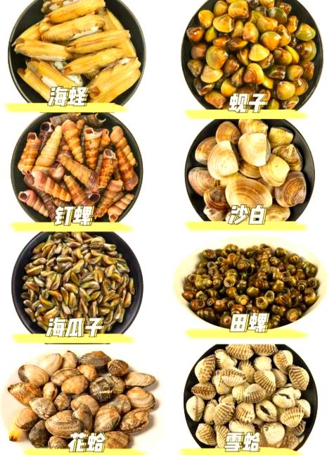 所有贝壳海鲜名称和图片截图