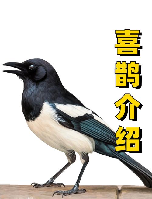 喜鹊叫测吉凶