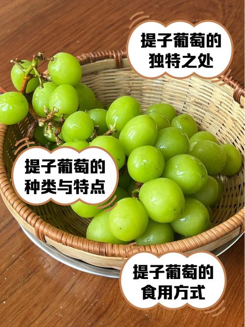 葡萄 提子