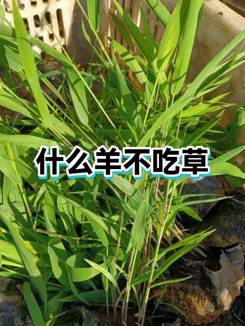 羊不吃草土偏方大全