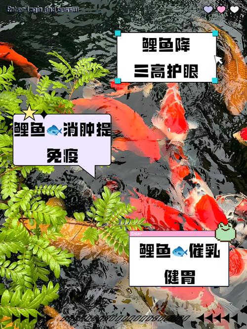 锦鲤吸水是吸着不松吗
