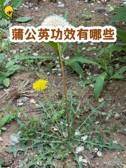 浦公英的图片和功效