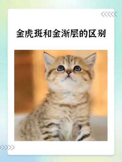 金点猫和金渐层的区别