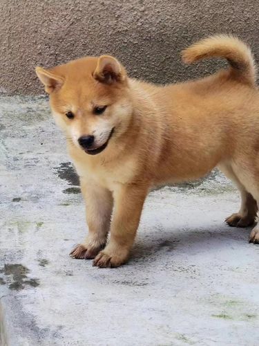 广西中华田园犬
