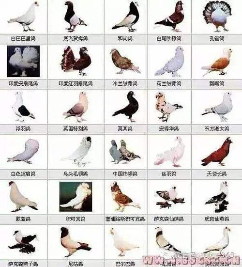 鸽子有哪些品种