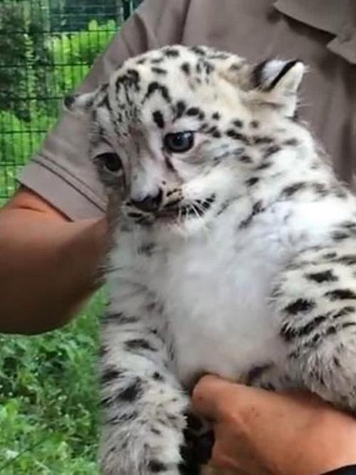 小雪豹
