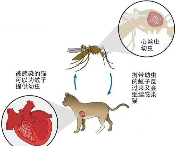 如何判断猫体内有心丝虫