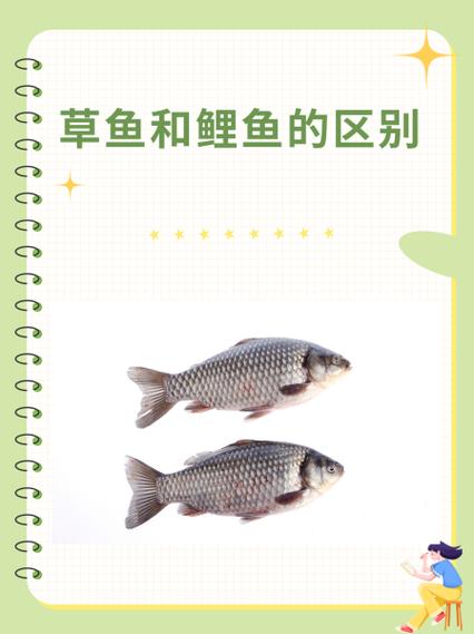 草鱼与鲤鱼的区别