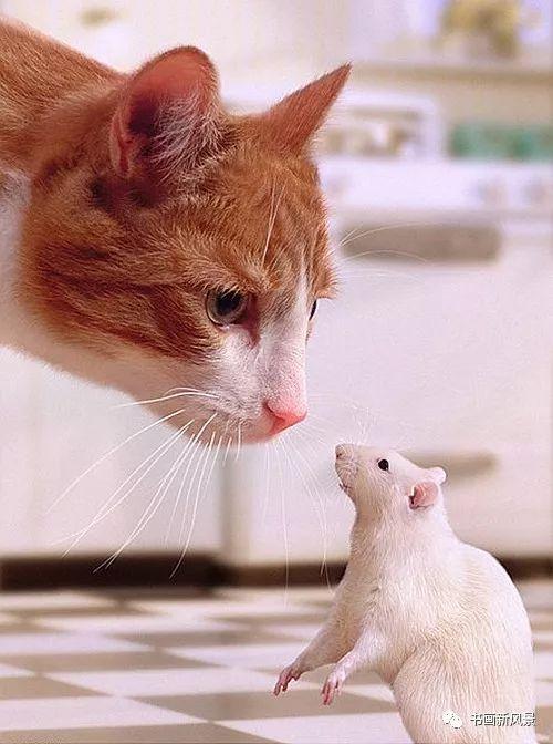 老鼠和猫咪