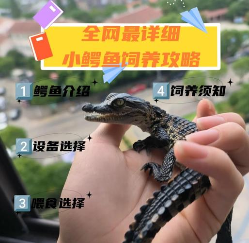鳄鱼可以家养吗