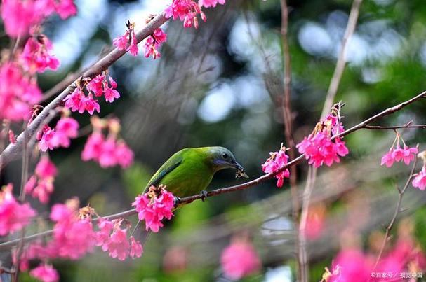 洛阳三月花如锦